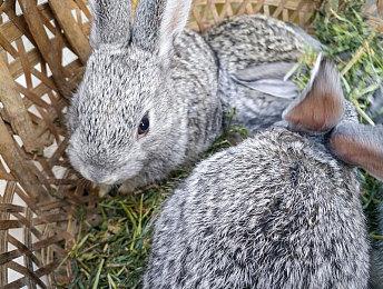 《收获日3》正按计划开发中 此外Starbreeze还在开发多个新IP